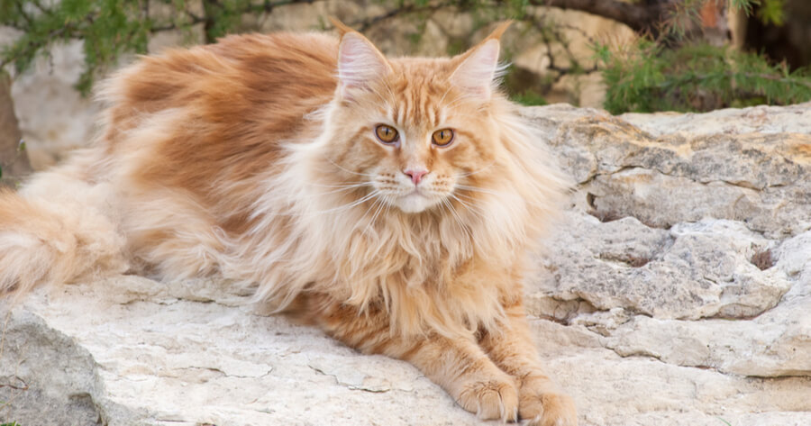 Wann Sollte Man Einen Main Coon Kastrieren Lassen